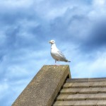 Bird on a roof