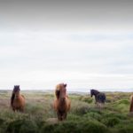 Horses - Bethany Legg Unsplash