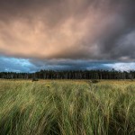 Grasses-Woods-Gathering Storm