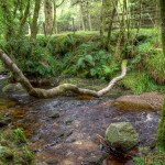 Branch Over Creek