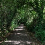 Hawthorn Lane