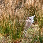 Lost Lamb