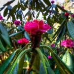 Pink Bloom