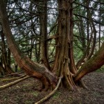 Trinity Tree