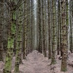 Beltany Woods Ireland
