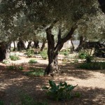Garden of Gethsemane