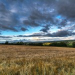 Peaceful Fields
