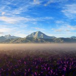Purple flowers Distant Mountains