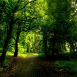 Forest Light