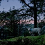 Sheep on Curly Hill Road