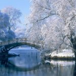Frozen lake and trees