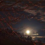 Haunting moon - Marie Thom's grandson