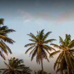 Palm trees