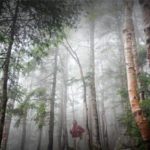 Tall Trees