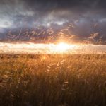 Wheat field