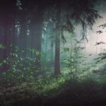 Woods Light